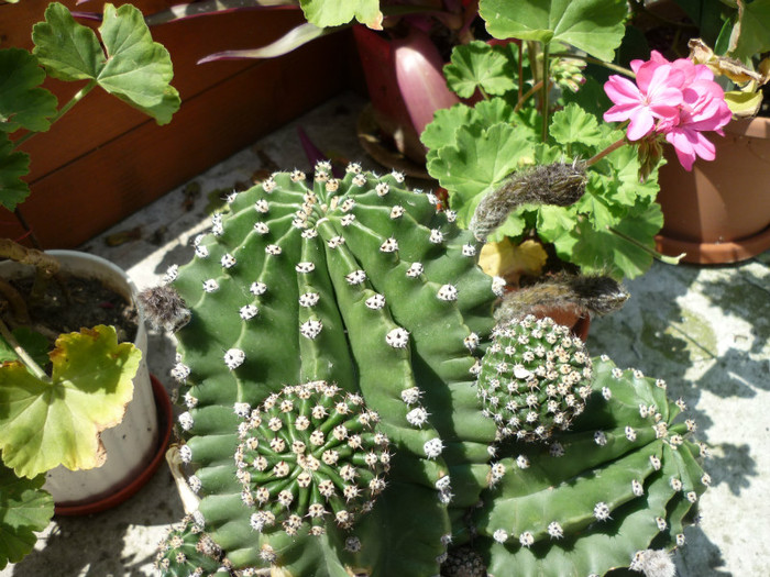 are boboci - Cactusi