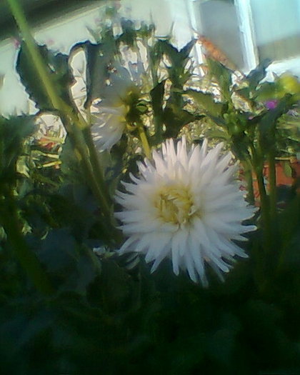 Fotogr.0156