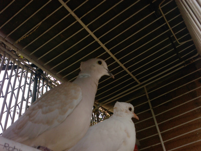 P1453_29-03-11 - Turturele razatoare matca  2011