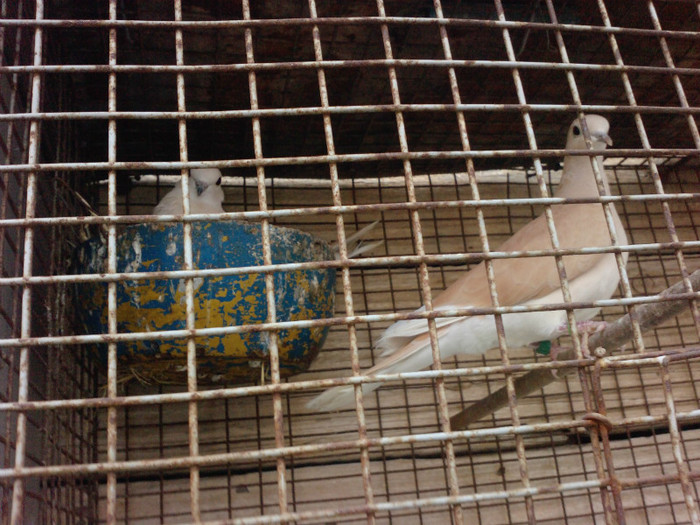 P1455_29-03-11 - Turturele razatoare matca  2011