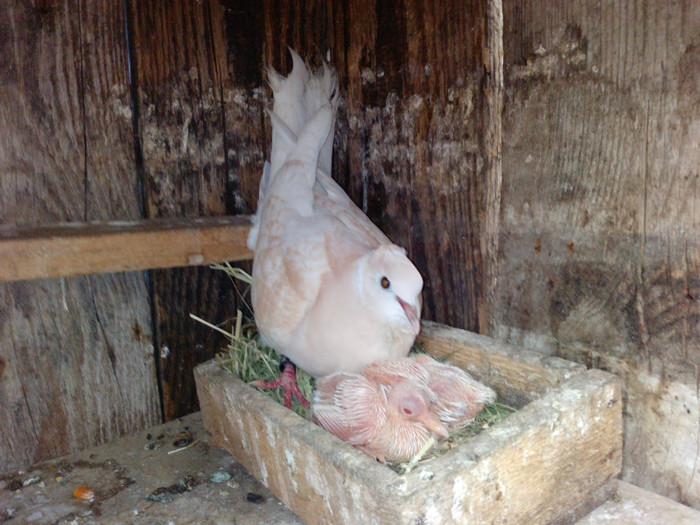 P1555_10-06-11 - Turturele razatoare matca  2011