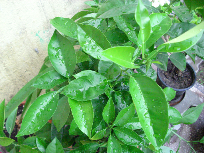 lamai - plante de interior