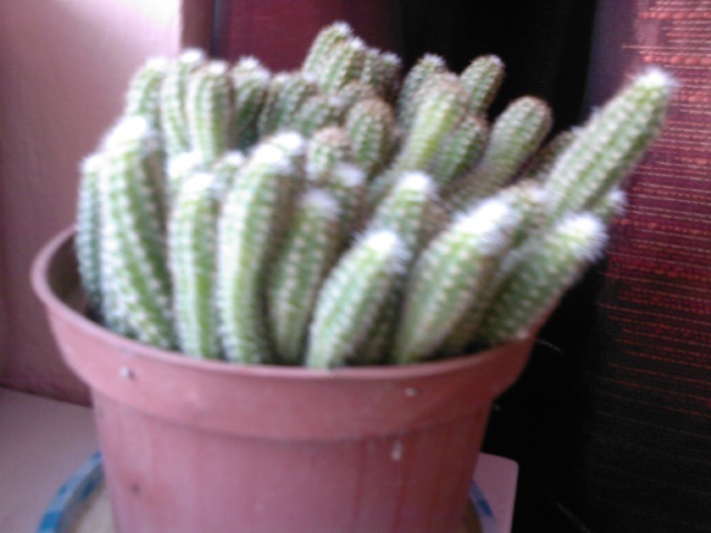 Fotografie0171 - Cactusi