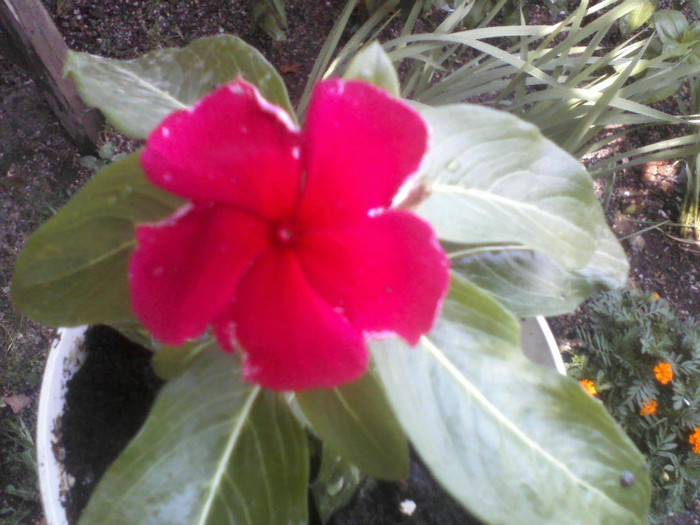 vinca rosea - vinca sunstorm red