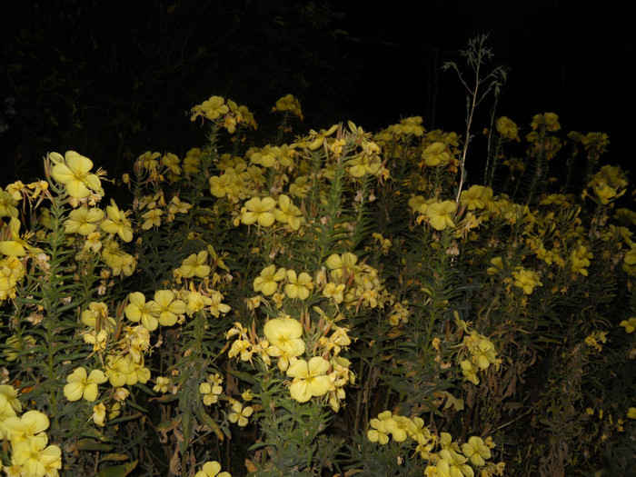 oenothera