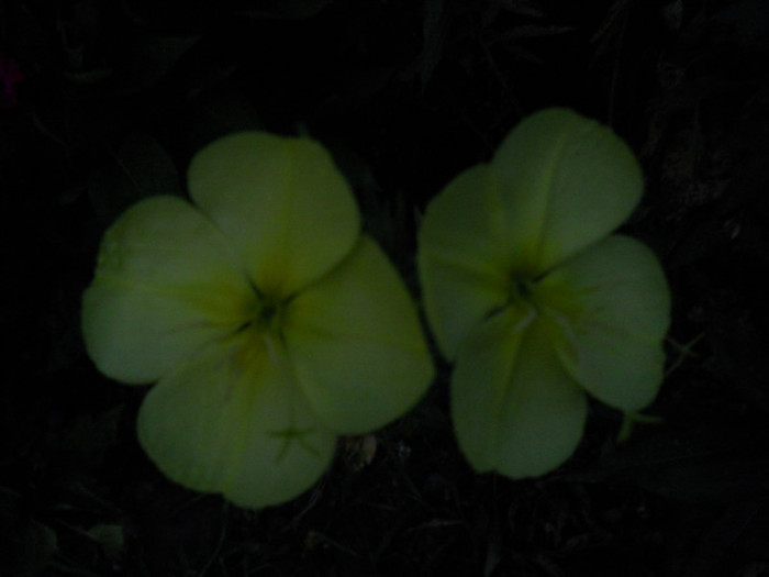 luminita