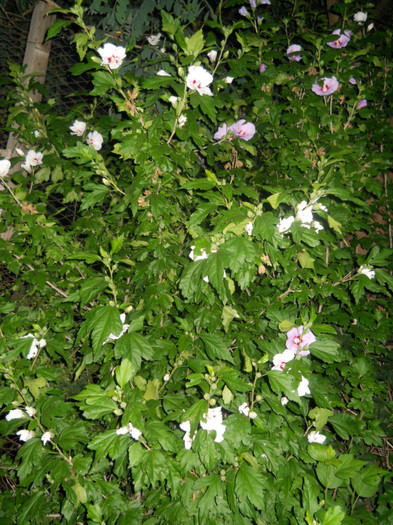 hibi de gradina