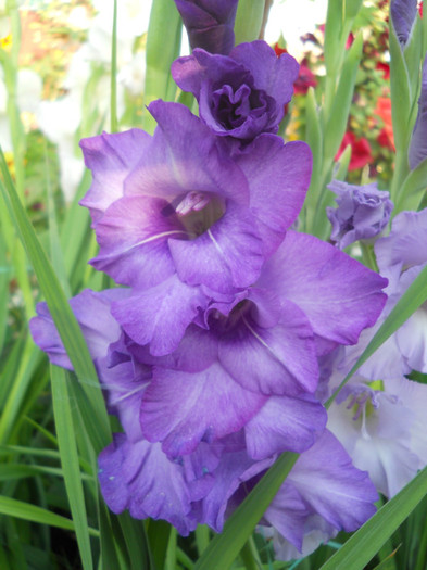 gladiole - A12vara2011