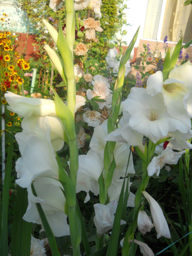gladiole - A12vara2011