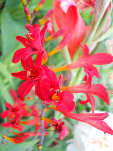 crocosmia lucifer