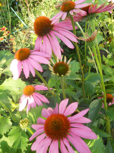 echinacea