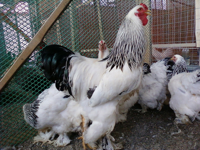 Photo0151 - GAINI brahman albi negru herminat deschis si poternichiu si colombia