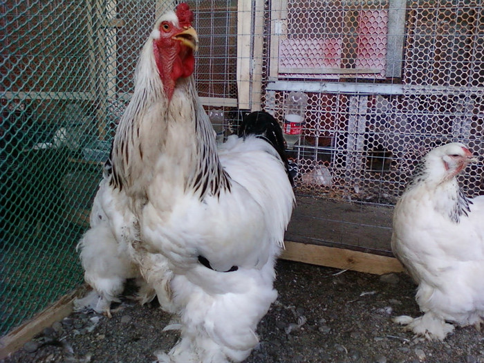 Photo0150 - GAINI brahman albi negru herminat deschis si poternichiu si colombia