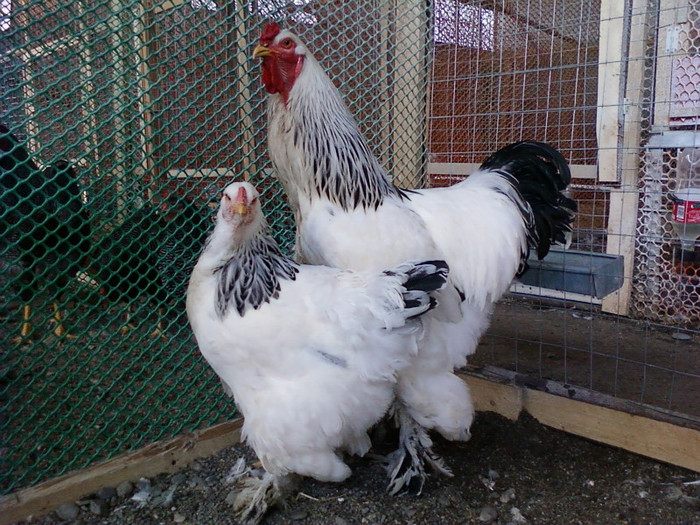 Photo0148 - GAINI brahman albi negru herminat deschis si poternichiu si colombia