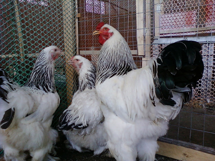 Photo0146 - GAINI brahman albi negru herminat deschis si poternichiu si colombia