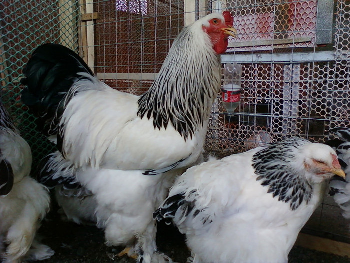 Photo0145 - GAINI brahman albi negru herminat deschis si poternichiu si colombia