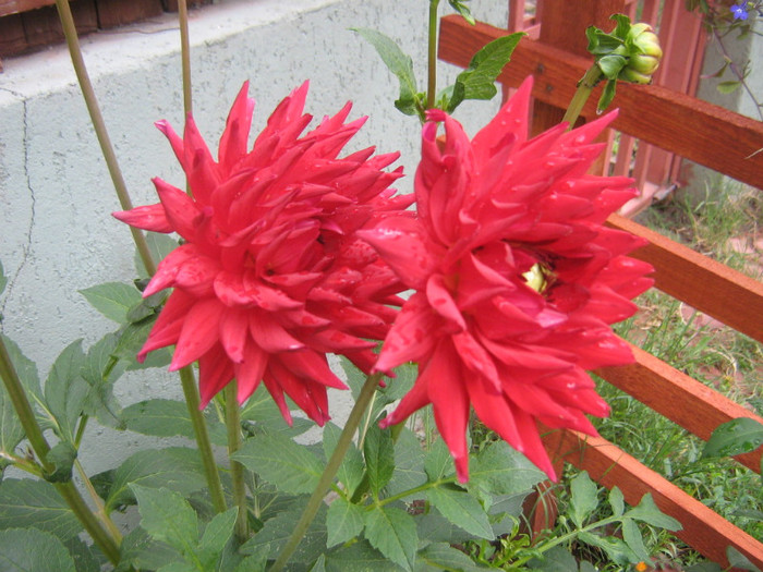dalie din bulb - gradina 2011