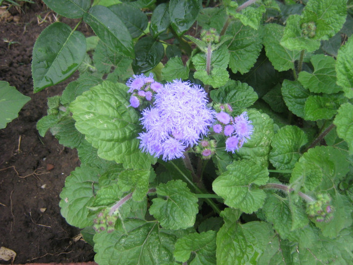 pufuleti
