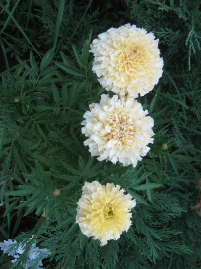 craita crem galbui