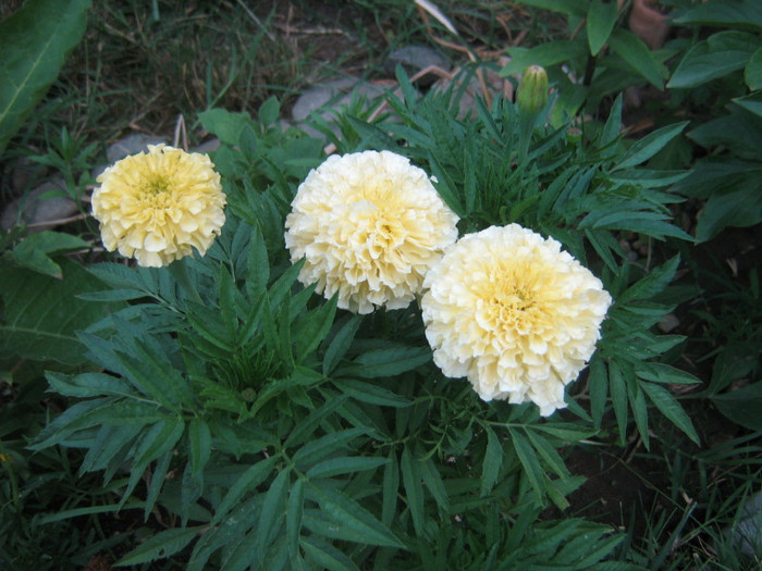 craita crem galbui
