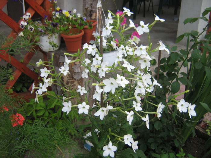 regina noptii - gradina 2011
