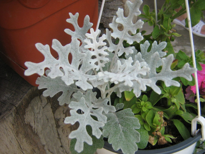 cineraria din seminte - jardiniere si ghivece