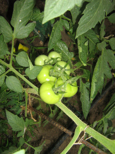 ciorchine rosii lady rosa - gradina de legume