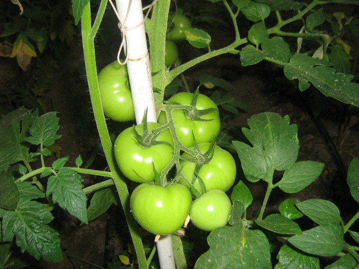 ciorchine rosii lady rosa