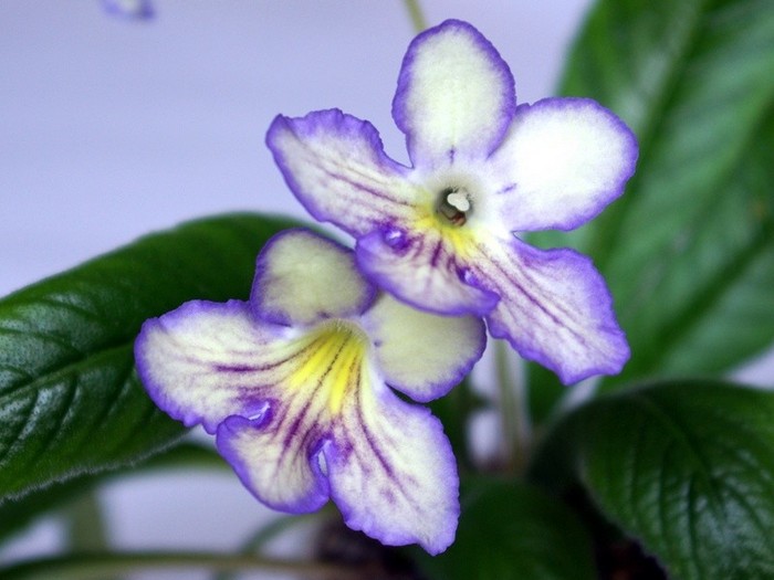 SG107772 - Streptocarpus