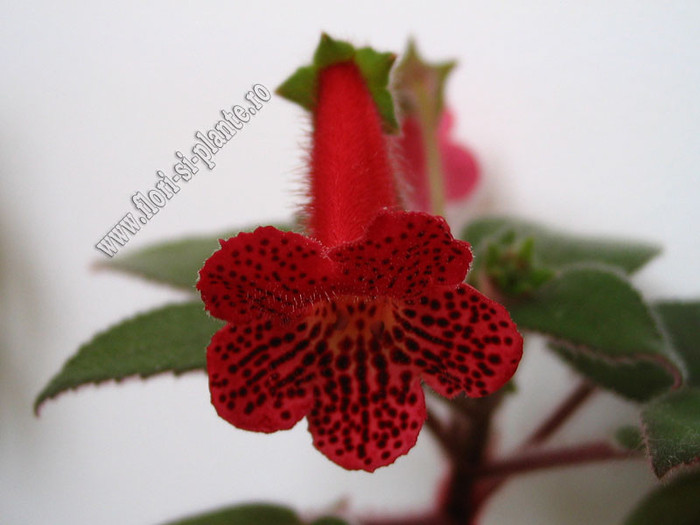 NEW - Kohleria Yfs Lucica