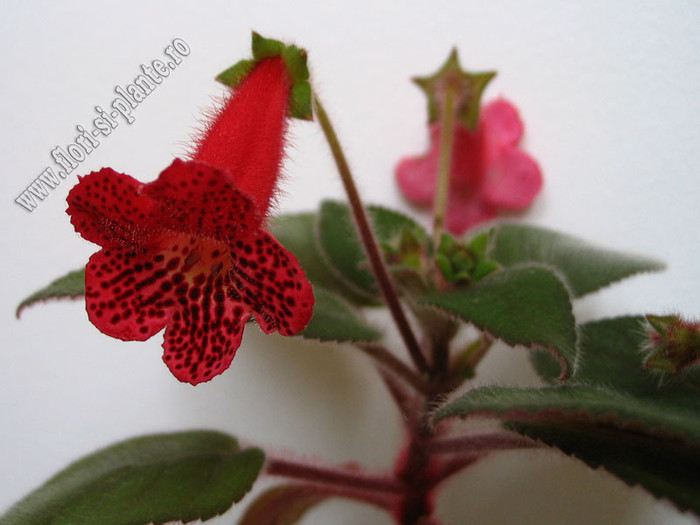 NEW - Kohleria Yfs Lucica