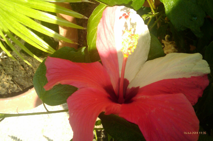 IMAG0950 - hibiscus mutatie