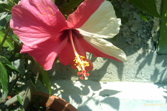 IMAG0951 - hibiscus mutatie