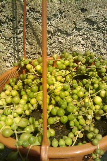 IMAG0957 - senecio rowleyanus