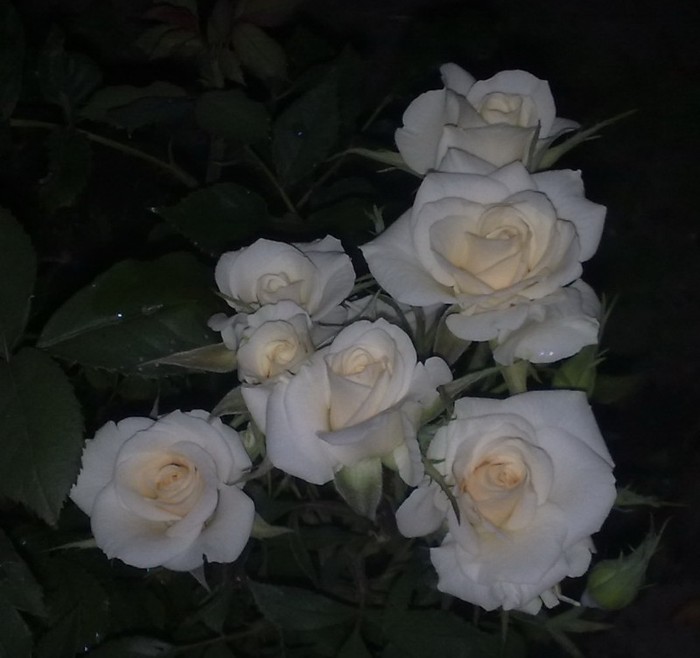 superbitate! - TRANDAFIRII MEI