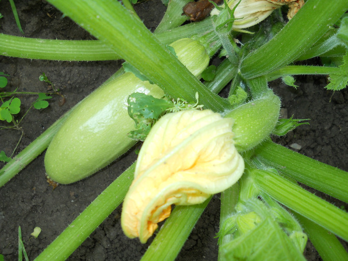 zucchini in schimb...