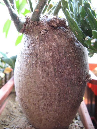 Pachypodium succulentum - Caudex Plante cu caudex