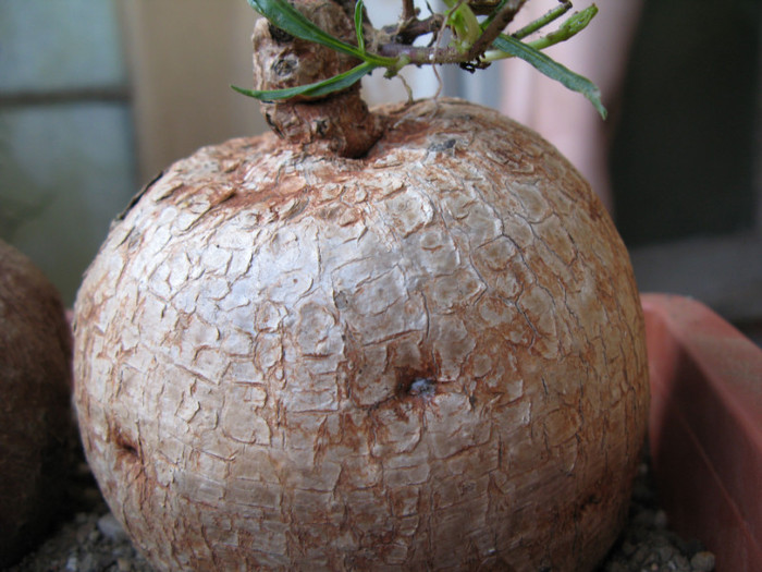 Ipomoea holubii - Caudex Plante cu caudex