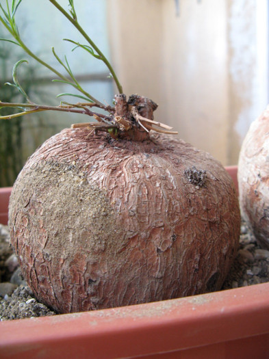 IMG_4635 - Caudex Plante cu caudex