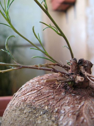 IMG_4636 - Caudex Plante cu caudex