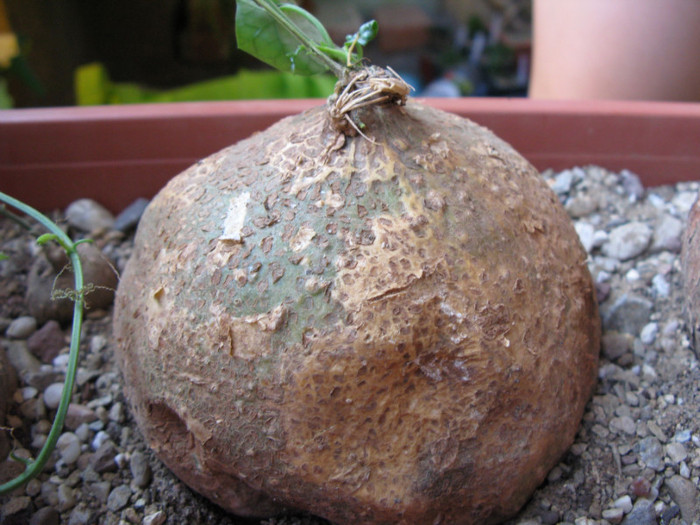 Gerrardanthus macrorrhizus - Caudex Plante cu caudex