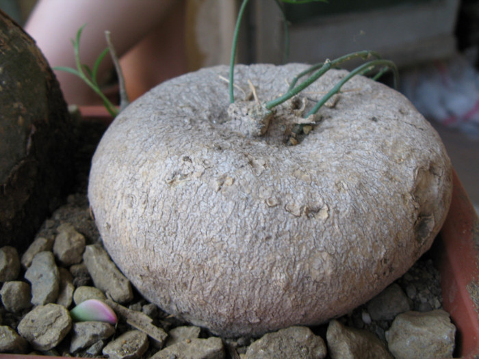 Kedrostis africana - Caudex Plante cu caudex