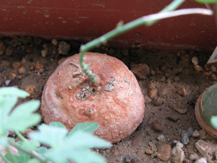 Adenia kirkii - Caudex Plante cu caudex