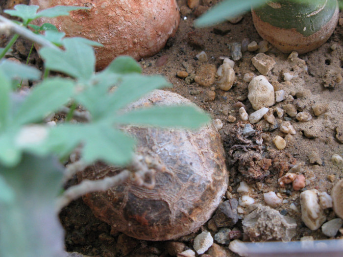 Zygosicyos tripartitus - Caudex Plante cu caudex