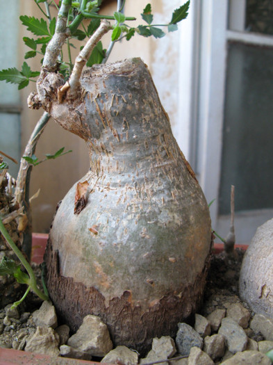 Cyphostemma laza - Caudex Plante cu caudex