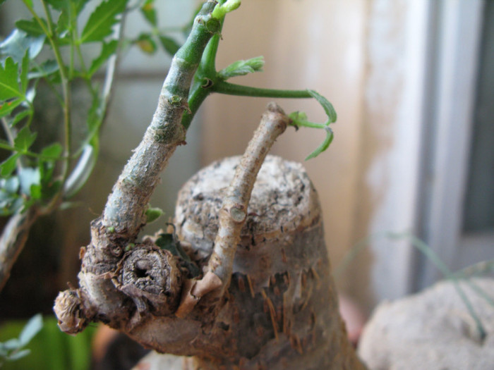 Cyphostemma laza - Caudex Plante cu caudex