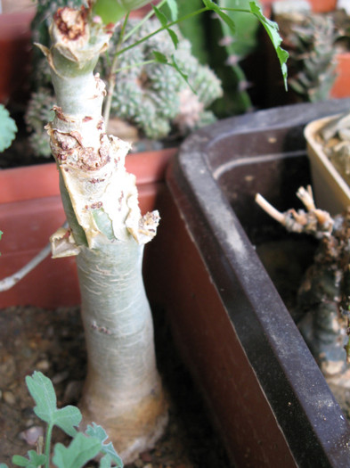 Cyphostemma juttae - Caudex Plante cu caudex