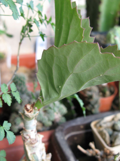 Cyphostemma juttae - Caudex Plante cu caudex