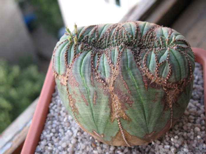 Euphorbia obesa fma cristata - EUPHORBIA - album foto 1