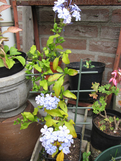 Plumbago 6 iul 2011 (1) - plumbago